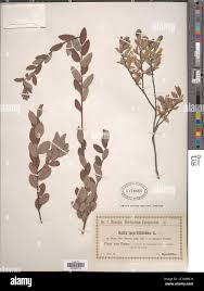 Attēlu rezultāti vaicājumam “Salix myrtilloides”