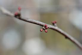 Attēlu rezultāti vaicājumam “Pyrus communis bud”