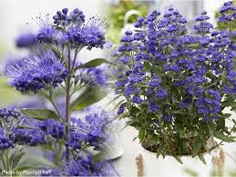 Attēlu rezultāti vaicājumam “Barbula”