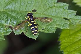 Attēlu rezultāti vaicājumam “Xanthogramma sp.”