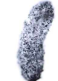 Attēlu rezultāti vaicājumam “Stemonitopsis typhina stalked”