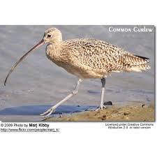 Attēlu rezultāti vaicājumam “Numenius arquata”