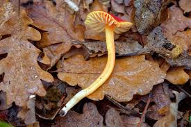 Attēlu rezultāti vaicājumam “Didymium xanthopus stalked”