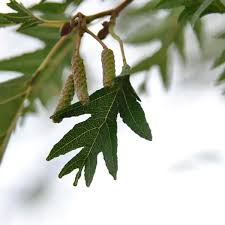 Attēlu rezultāti vaicājumam “Fagus sylvatica fo. laciniata bud”