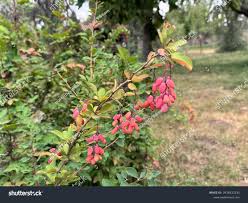 Attēlu rezultāti vaicājumam “Berberis vulgaris”