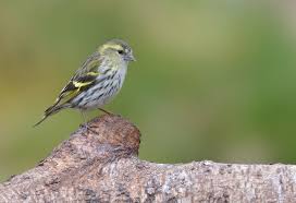 Attēlu rezultāti vaicājumam “Carduelis spinus female”