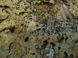 Attēlu rezultāti vaicājumam “Plectocarpon lichenum”