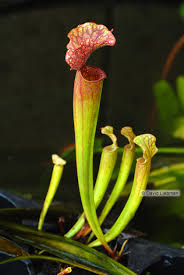 Attēlu rezultāti vaicājumam “Phronia sp.”