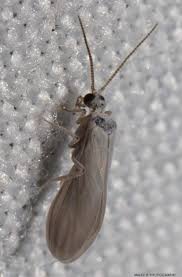 Attēlu rezultāti vaicājumam “Coniopterygidae”