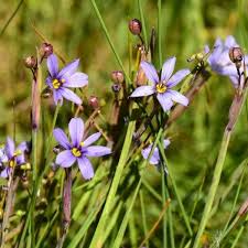 Attēlu rezultāti vaicājumam “Sisyrinchium montanum fruit”