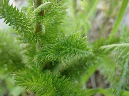 Attēlu rezultāti vaicājumam “Achillea salicifolia leaf”