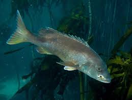 Image result for Cymatoceps nasutus