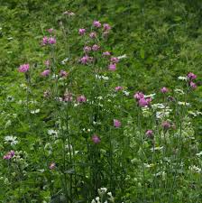 Image result for Silene dioica