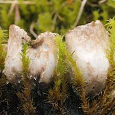 Attēlu rezultāti vaicājumam “Peltigera malacea”