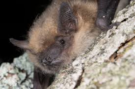 Attēlu rezultāti vaicājumam “Badhamia bethelii macro”