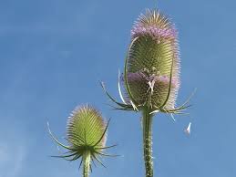 Attēlu rezultāti vaicājumam “Dipsacaceae”