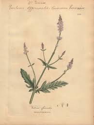 Image result for Verbena officinalis