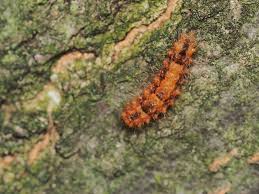 Attēlu rezultāti vaicājumam “Nola confusalis”