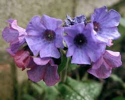 Image result for Pulmonaria officinalis
