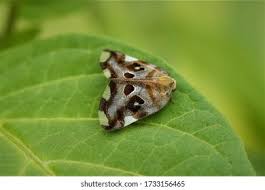 Attēlu rezultāti vaicājumam “Incurvaria praelatella”