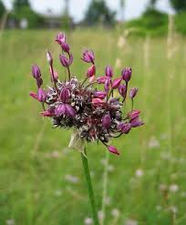 Attēlu rezultāti vaicājumam “Allium scorodoprasum flower”