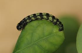 Attēlu rezultāti vaicājumam “Agriopis leucophaearia”