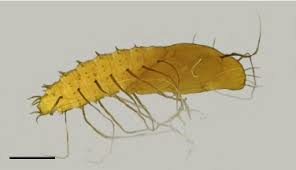 Attēlu rezultāti vaicājumam “Empididae”