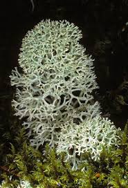 Attēlu rezultāti vaicājumam “Cladonia stellaris”