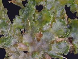 Attēlu rezultāti vaicājumam “Blasia pusilla”