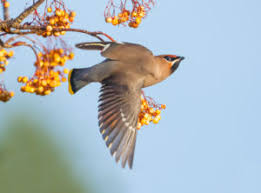 Attēlu rezultāti vaicājumam “Bombycilla garrulus adult”