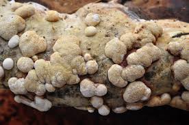 Attēlu rezultāti vaicājumam “Hypocrea rufa”