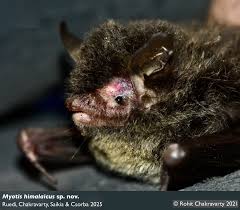 Attēlu rezultāti vaicājumam “Myotis sp.”