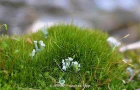 Attēlu rezultāti vaicājumam “Dicranales”