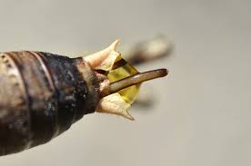 Attēlu rezultāti vaicājumam “Nematomorpha”