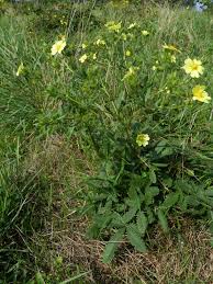 Image result for Potentilla recta