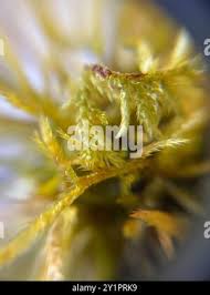 Attēlu rezultāti vaicājumam “Callicladium haldanianum”