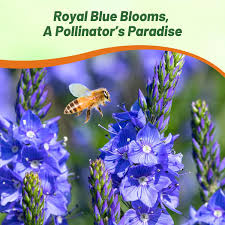 Image result for Veronica teucrium