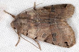 Attēlu rezultāti vaicājumam “Agrochola litura”