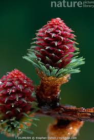 Attēlu rezultāti vaicājumam “Larix decidua flower”