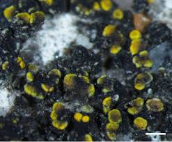 Attēlu rezultāti vaicājumam “Candelariella sp.”