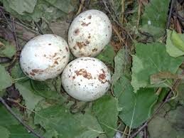 Attēlu rezultāti vaicājumam “Buteo buteo nest”
