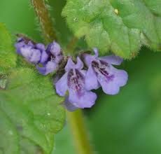 Attēlu rezultāti vaicājumam “Glechoma hederacea leaf”