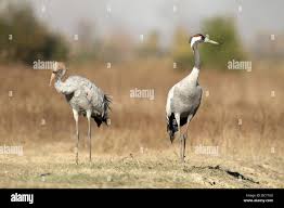 Attēlu rezultāti vaicājumam “Grus grus adult”