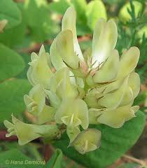 Attēlu rezultāti vaicājumam “Astragalus glycyphyllos”