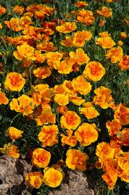 Attēlu rezultāti vaicājumam “Eschscholzia californica”