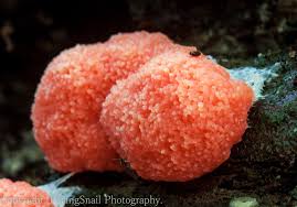 Attēlu rezultāti vaicājumam “Tubifera ferruginosa (subsp. ferruginosa)”