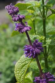 Attēlu rezultāti vaicājumam “Salvia verticillata flower”