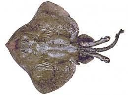 Image result for Bathyraja brachyurops