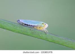 Attēlu rezultāti vaicājumam “Cicadella viridis”