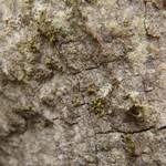 Attēlu rezultāti vaicājumam “Chaenotheca phaeocephala”